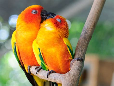 93 Animal Couples That Prove Love Exists In The Animal Kingdom Too ...