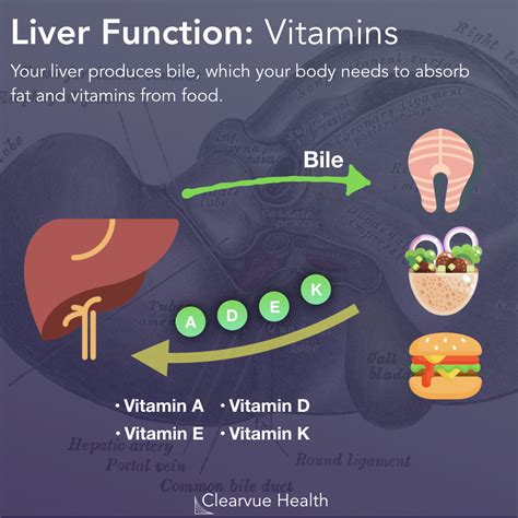 5 Slides | Top 5 Functions of the Liver | Visualized Science