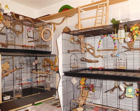 Share Your Budgies Cage Set Up - Talk Budgies Forums