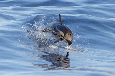 Striped Dolphin while Jumping in the Deep Blue Sea Stock Photo - Image of dolphins, nose: 229317730