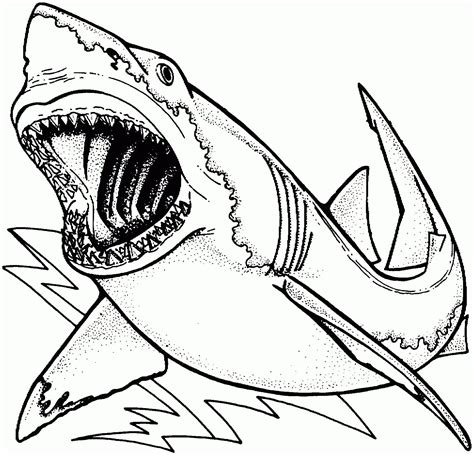 Shark Coloring Pages PDF Printable - Coloringfolder.com | Shark coloring pages, Shark drawing ...