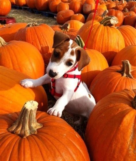 Puppy In The Pumpkin Patch Pictures, Photos, and Images for Facebook, Tumblr, Pinterest, and Twitter