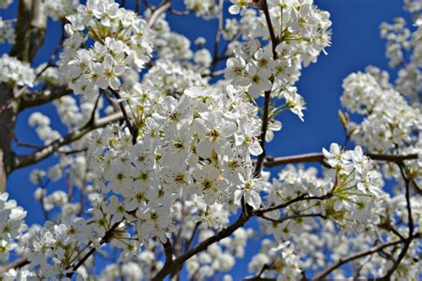 Trees & Shrubs That Bloom in Early Spring