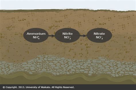 Nitrification — Science Learning Hub