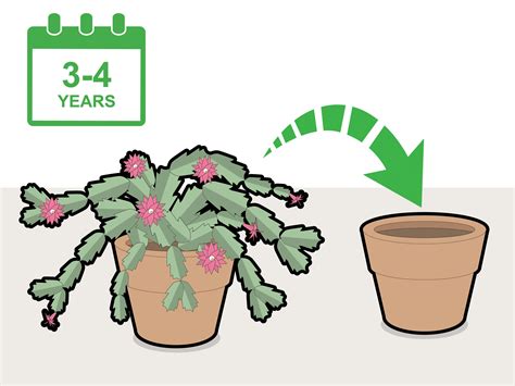 How to Prune a Christmas Cactus: 12 Steps (with Pictures)