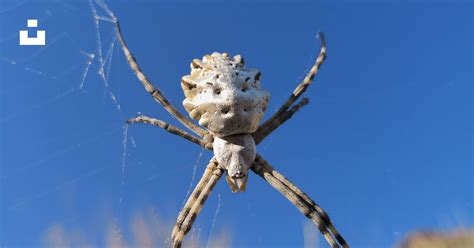 White and brown spider on web photo – Free Animal Image on Unsplash