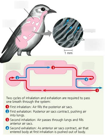 Biology chapter 42 the avian respiratory system Diagram | Quizlet