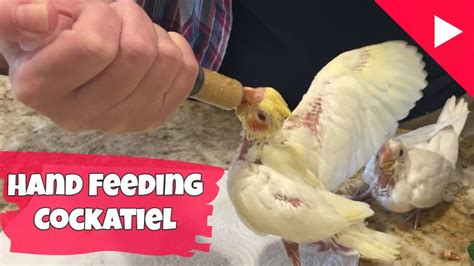 Hand feeding cockatiel baby parrot | Cockatiel care Step by Step - YouTube