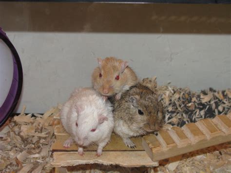 Gerbils for Sale. Gerbil Breeder in Fairfield County, Connecticut ...