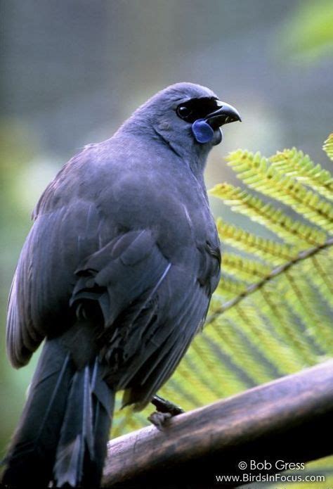 North Island Kokako | Bird drawings, Beautiful birds, Wild birds