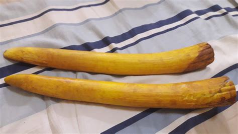 Asian Elephant Tusks | AfricaHunting.com