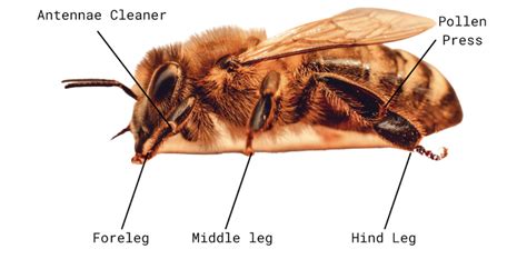 Honey Bee Anatomy – Honey Bee Research Centre