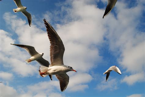 Free photo: Seagulls Flying - Animal, Bird, Flying - Free Download - Jooinn