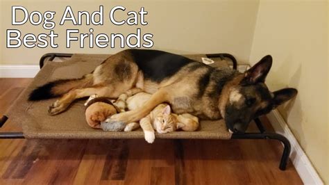 How a German Shepherd and a Kitten Became Best Friends - YouTube