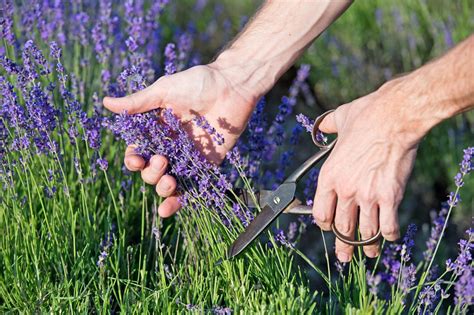 Pruning Lavender Plants | HGTV