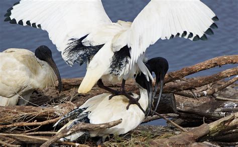 Ibis mating shots | BIRDS in BACKYARDS