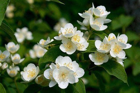 10 Most Fragrant Bushes for Your Yard