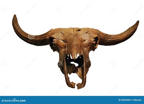 Prehistoric bison's skull stock photo. Image of primordial - 9694444