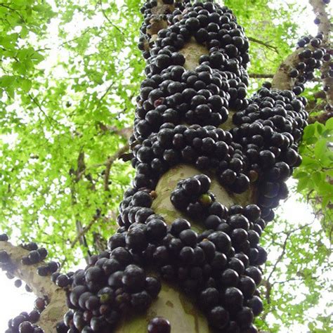 Jabuticaba - Eat The Weeds and other things, too