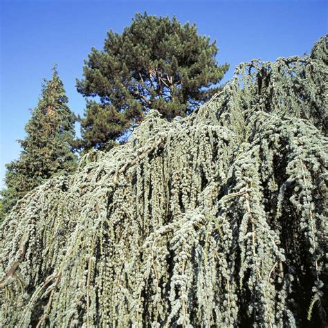 Le cèdre bleu pleureur, arbre remarquable – ARCHIPHOTOS