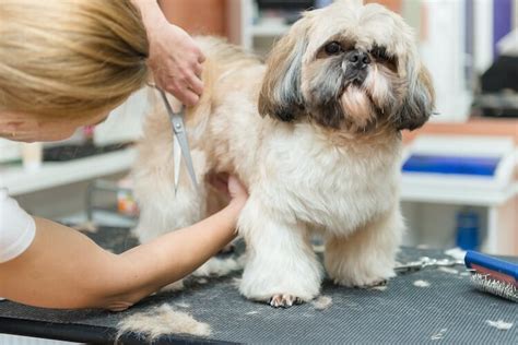 Top 6 Shih Tzu Haircuts & Hairstyles [2022] - Marvelous Dogs