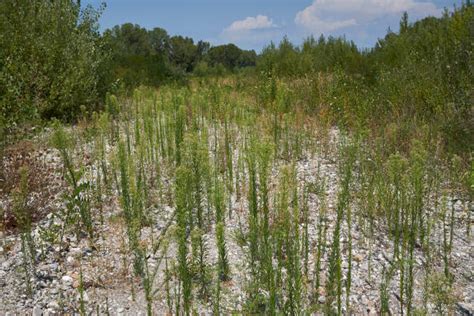 70+ Marestail Weed Stock Photos, Pictures & Royalty-Free Images - iStock