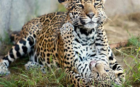 HD Jaguar Mother Love Play Spots Pattern Cubs Photos Wallpaper ...