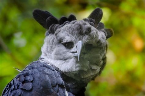 20 Harpy Eagle Facts