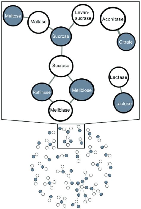 Most enzymes are specialized for catabolism of one or a few carbon ...