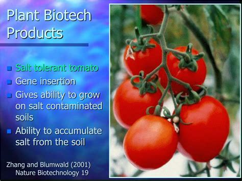 PPT - Challenges and Opportunities in Plant Biotechnology PowerPoint Presentation - ID:5752990