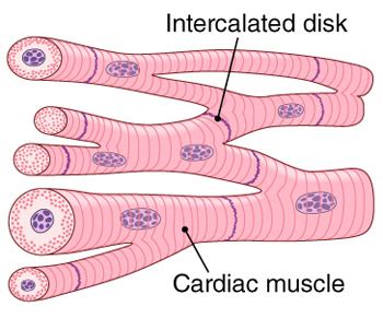 Muscular tissue: skeletal, smooth and cardiac muscle