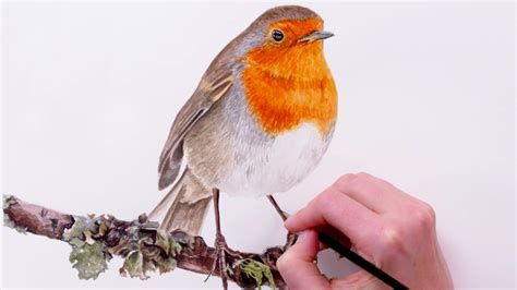 How to paint a Robin for your Christmas cards - Anna Mason Art