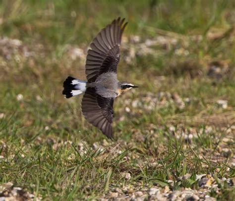 Northern Wheatear - BirdForum Opus | BirdForum