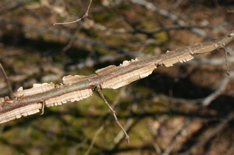 Winged Elm – Identification | Walter Reeves: The Georgia Gardener