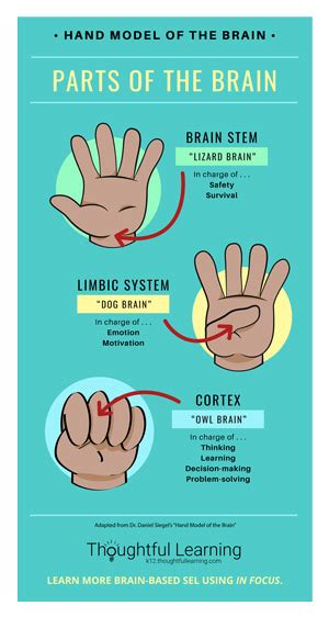 Connect SEL to the Brain | Thoughtful Learning K-12