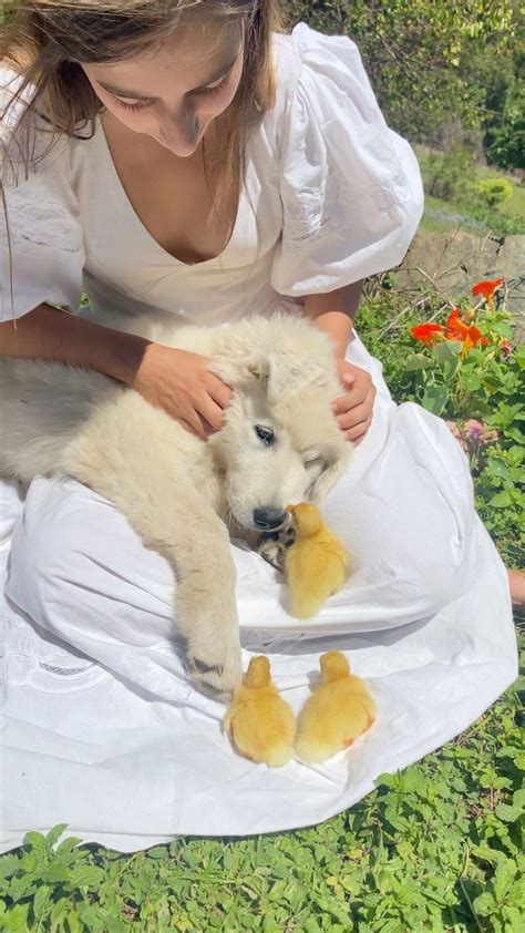 Mother The Mountain Farm on Instagram: “Clover is learning so much each day 🐶🐥 Its so incredible ...