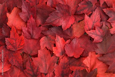 Background of red fall leaves Stock Photo | Adobe Stock