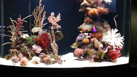 Keeping Seahorses in Aquaria #1 - Introduction and Setting Up Your Seahorse Tank | REEF2REEF ...