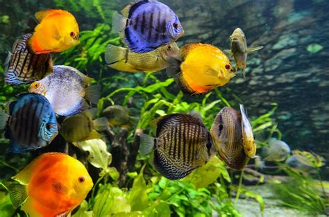 Top 25 Freshwater Aquarium Fish List﻿ 2020 - Inland Aquatics