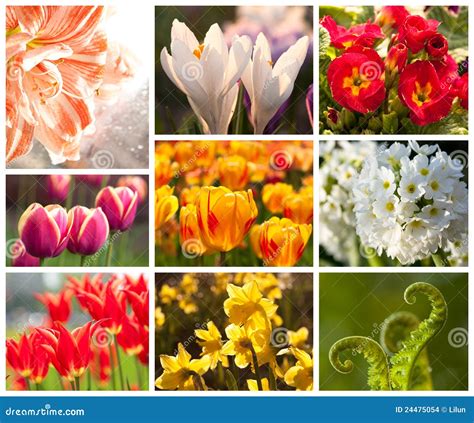 Spring flowers, collage stock photo. Image of indoor - 24475054