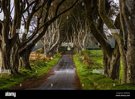 The Dark Hedges near Ballymoney, Northern Ireland Stock Photo - Alamy