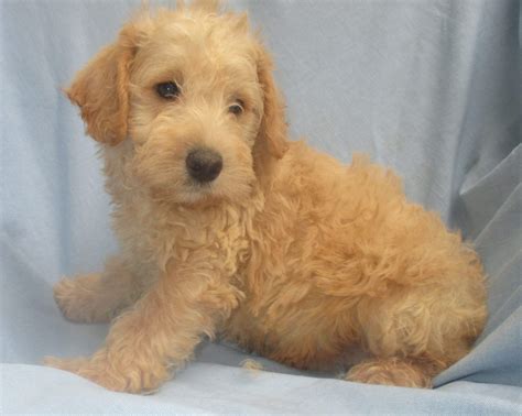 Schnoodle Dog Breeder & Puppies for Sale - New Windsor, MD | Windsor Oak Farm