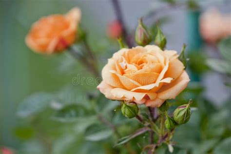 Orange Rose Flowers on Bush Stock Image - Image of bloom, romance: 98675779