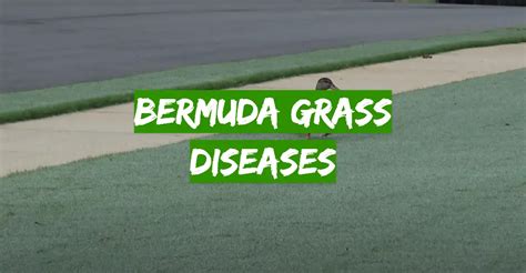 Bermuda Grass Diseases - Grass Killer