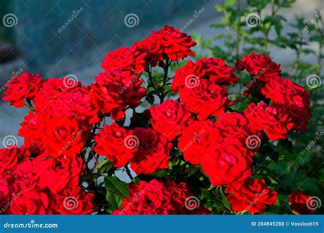 Flower bed with red roses. stock photo. Image of green - 284845288