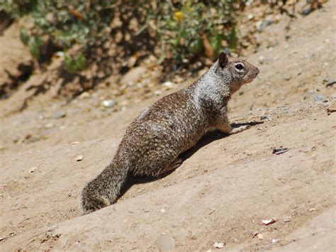 The Online Zoo - California Ground Squirrel