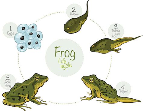 Life Cycle Of A Frog Tadpole