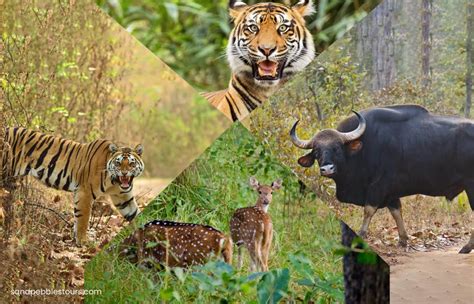 Madhya Pradesh Wildlife Tour - Best Travel Agency Odisha Since 1993 | Bhubaneswar Tours | 993 ...