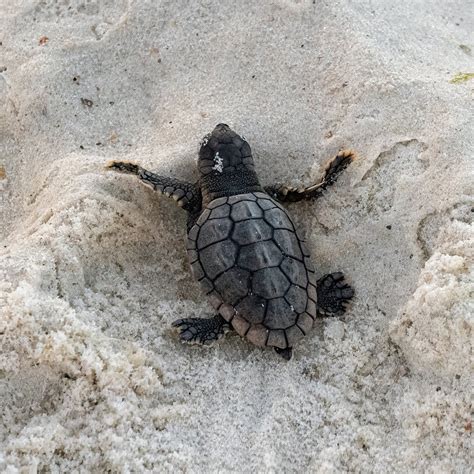 First Orange Beach Sea Turtle Nest Hatches with 64 babies