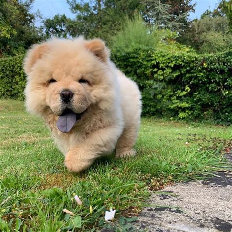 Cute Chow Chow Puppy | Cute dogs, English bulldog puppies, Puppies